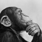 Monkey Softworks