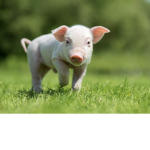 Pigs (my fav animal)!