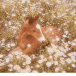 Daisy sweeties