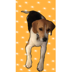 Beagles x United