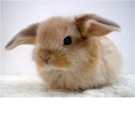 Cute Bunny Group :)