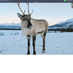 Peppermint reindeer