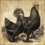 The Family of Chickens
