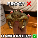 Big Frog Games