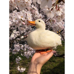 Geese and Goose