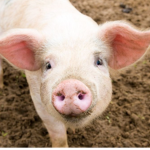Piggy Club! :)
