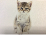 Kittens are every where