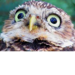 Bird Derp People