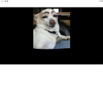 MC DOGALS