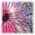 I <3 Cherry Blossoms