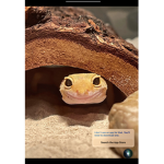The cool gecko squad