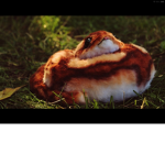! Mushroom Hangout !