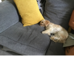 Lola cute woof pooffff