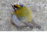 I like birds