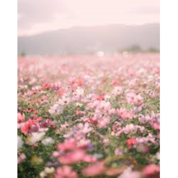 🌸 flower 🌸