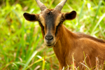 da goat game dev team