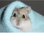 Abby’s Cage (Hamster)