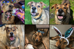 Dogs with us