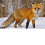 The FoxGamer fan group
