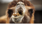 The Camel group