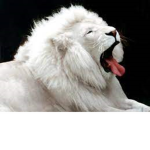 Leonesse
