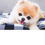 For anyone who luvs dogs