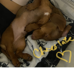 *..* doggie fam *..*
