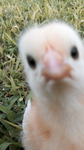 chickz.