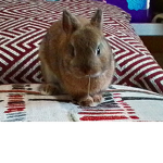 only ppl who like bunnies