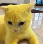 Kitti's Kitts