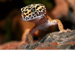 + Reptile Club +
