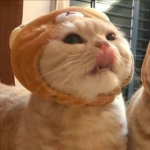 thecat234