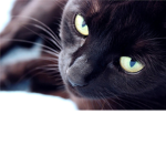 kittys are da best! right?