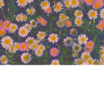 SUstudio