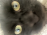 The happy cat group:D