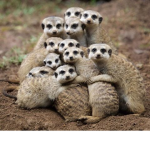 Friends on Roblox Group