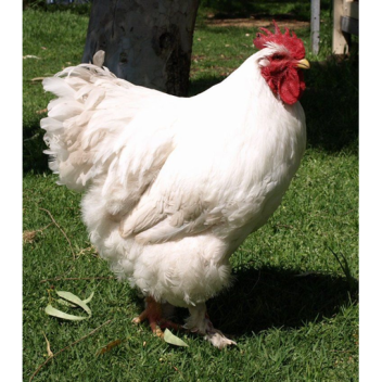 AFK until someone donates 200K 