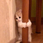 cats r cooler than ur dad