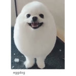 team egg dog or egg cat