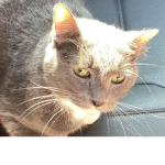 Harperdacat