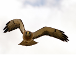 hawk boi