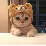 the cat group the epic