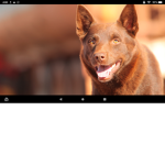 Red dogs gaming