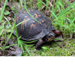 The Great Turtle Empire