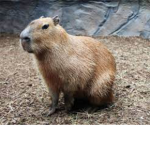 capybara worshiper's