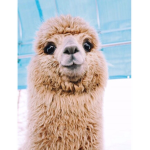 We are the llamas!