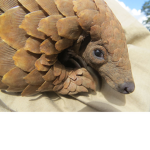 Rare Animal Conservation