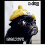 The dog group’s