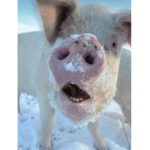 The beautiful pig