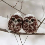 Owl bros